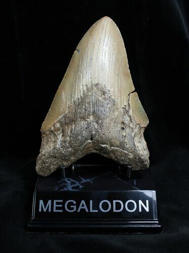 Inch NC Megalodon Tooth #1368